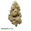 Jet Pack 7 Gram Flower Buds