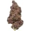 Tropicana Cherry 14 Gram Flower