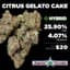 Citrus Gelato Cake 3.50 Gram Flower Buds