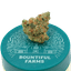 Banana Runtz 3.50 Gram Flower